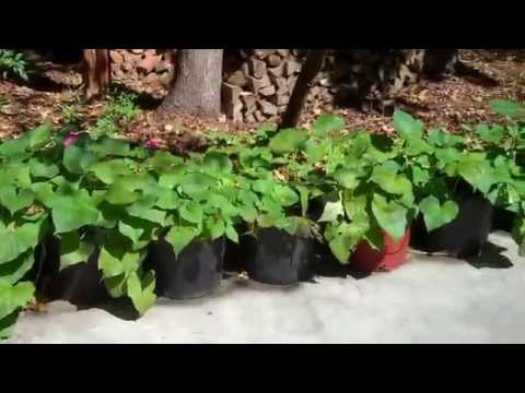 how to grow sweet potatoes in a containers
