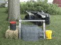 Building Colony Traps for Muskrats p1/3 Building Colony Traps for Muskrats p1/3