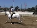 How A Horse Jumps