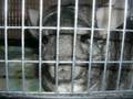 Finally Home Chinchillas: Make a Difference, Sponsor a Chin