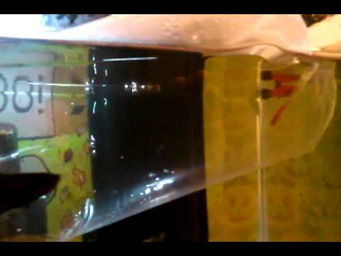 how to care platy fish