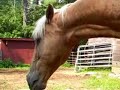 Straight To The Horses Mouth