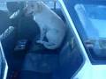 Labrador Retriever video
