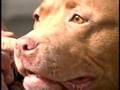 Diva Dog: Pit Bull on Wheels