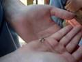 videos de Jud the Narcoleptic Caterpillar