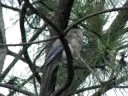 Long Blue Tail