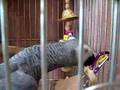 Bagel動画2