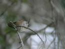 Broad-tailed Hummingbird
