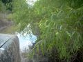 mudding in Missouri summer 2008