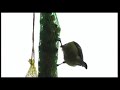 Bird Bird