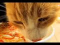 Greek Cats prefer Pasta ...
