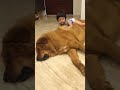 Gentle Giant Tibetan Mastiff Plays With Little Girl Mastiff
