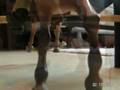 Breyer-jumping