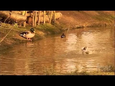 See video