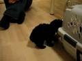videos de Puma's first day in LA 2