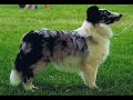Shetland Sheepdog Educational Video