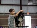 Shetland Sheepdog/Sheltie Educational Video