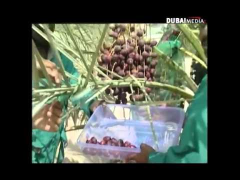 how to grow ajwa dates