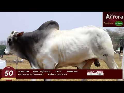 4� De Olho na Fazenda - NELORE AURORA participa��o Chico Paulic�ia