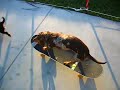 tucker the skateboarding dacshund tucker the skateboarding dacshund