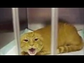 funny video top funniest cat videos d