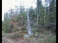 Resultat av stormen Gudrun (Lövhult).