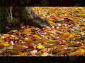 Les Feuilles Mortes Yves Montand Les Feuilles Mortes Yves Montand