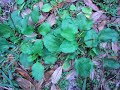 EatTheWeeds: Episode 13: Plantagos, Plantains EatTheWeeds: Episode 13: Plantagos, Plantains