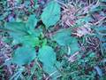 EatTheWeeds: Episode 13: Plantagos, Plantains