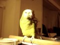 Playing with the Parrot Chaudry Saab