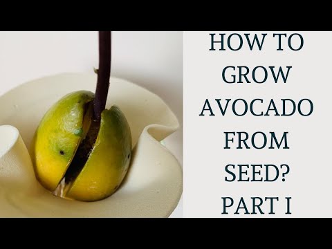 video-linktoworks-How to grow avocado from pit? Part 1