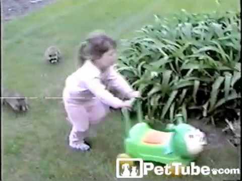 pettube - A group baby raccoons chase a little girl around the yard! http://pettube.com.