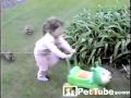 The Great Raccoon Chase - PetTube.com