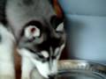 videos de Jazz