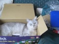 Toshka Toshka