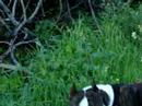 american staffordshire terrier paloma