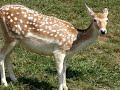 White Fallow Deer - Bambi