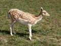 White Fallow Deer - Bambi