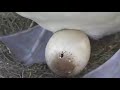 Midway (1/23/08): Holy Moli, Our Baby Albatross Hatches Midway (1/23/08): Holy Moli, Our Baby Albatross Hatches