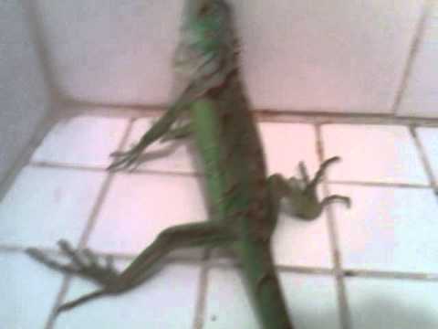 how to cure a sick iguana