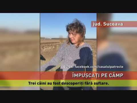 Câini găsiți împușcat, pe un câmp din județul Suceava