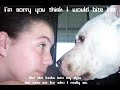 Save the Pitbull!