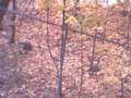 videos de Squirel hunt/ Chasse aux écureuils