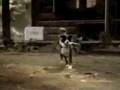 videos de ##Funny## Bud Light Commercial - Bad Dog