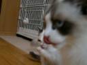 写りたがり屋さん達