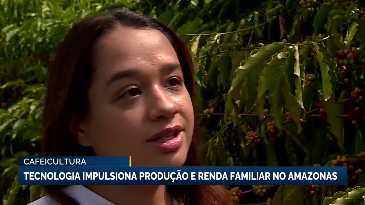Cafeicultura | Tecnologia impulsiona produção e renda familiar no amazonas