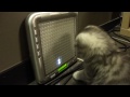 http://www.ksinternet.com/ih6r .Tenori-on Kitten. Scottish Fold.