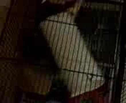 Chinchilla doing somersaults
