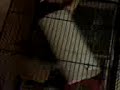 Chinchilla doing somersaults Chinchilla doing somersaults