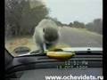 videos de Monkey